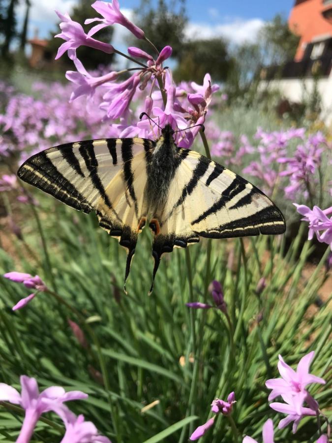 B&B Bee Frascati Esterno foto