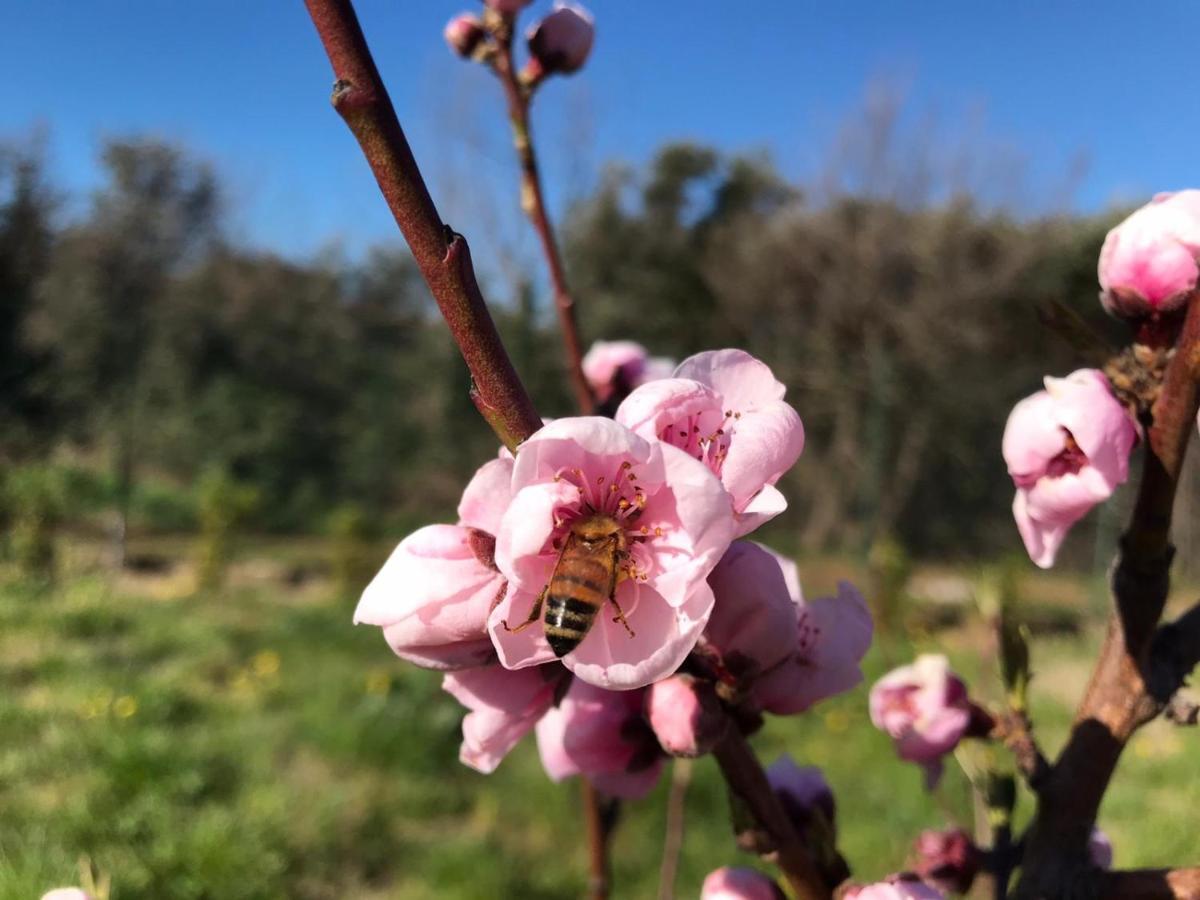 B&B Bee Frascati Esterno foto